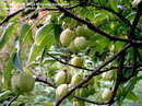 pride of India ، China tree ، varnish tree، باران طلایی
